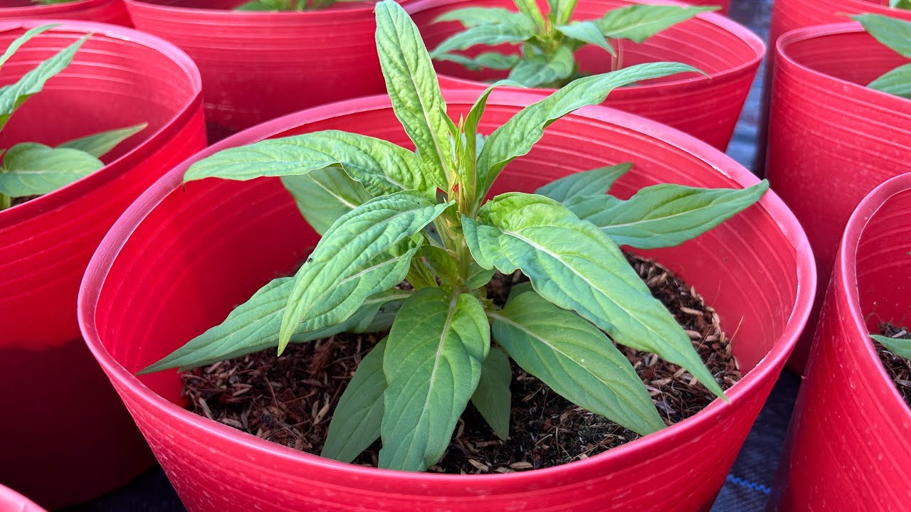 Định Kì Tưới Phân Xịt Thuốc Cho Cây Mào Gà Phụng Vĩ  Bao Nhiêu Ngày 1 Lần | Hoa Tết 2026