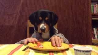 dog eats with hands/ Freddy eats with hands/собака ест руками dog eats with hands/ Freddy eats with hands/собака ест руками