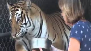 Cuddly Tigers and their Friends screenshot 3