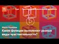 Классификации ощущений и рецепторов — Мария Фаликман