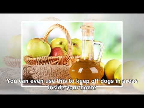 the-best-homemade-dog-repellent-for-your-yard-in-7-ways