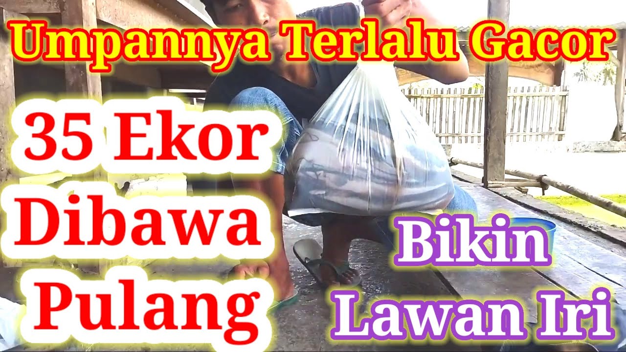 Cara Meracik Belut Biar Tambah Gacor!!Umpan Lele Harian