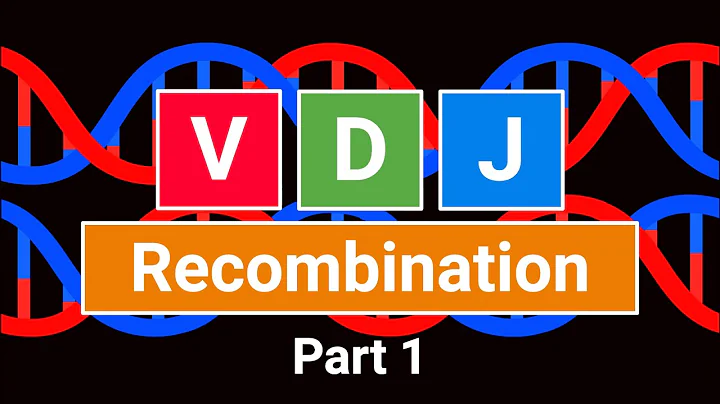 5.1 VDJ Recombination Part 1 (Immunology 2025)