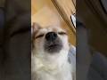 I got high #dogshorts
