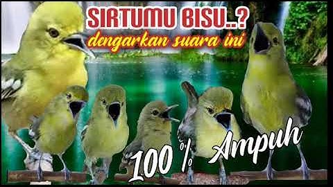 satu jam terapi sirtu macet/stres/malas bunyi agar kembali gacor dan rajin bunyi