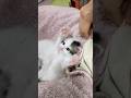 モフモフしたらじたばたする子猫さん😺 #cat #好きな子猫 #gatto #cute #子ネコ #子猫 #kitten #保護猫#kitty#エウレカねこ部