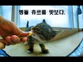 [180 3D VR] Verelife 53 처음 맛보는 츄르 (first taste caio)