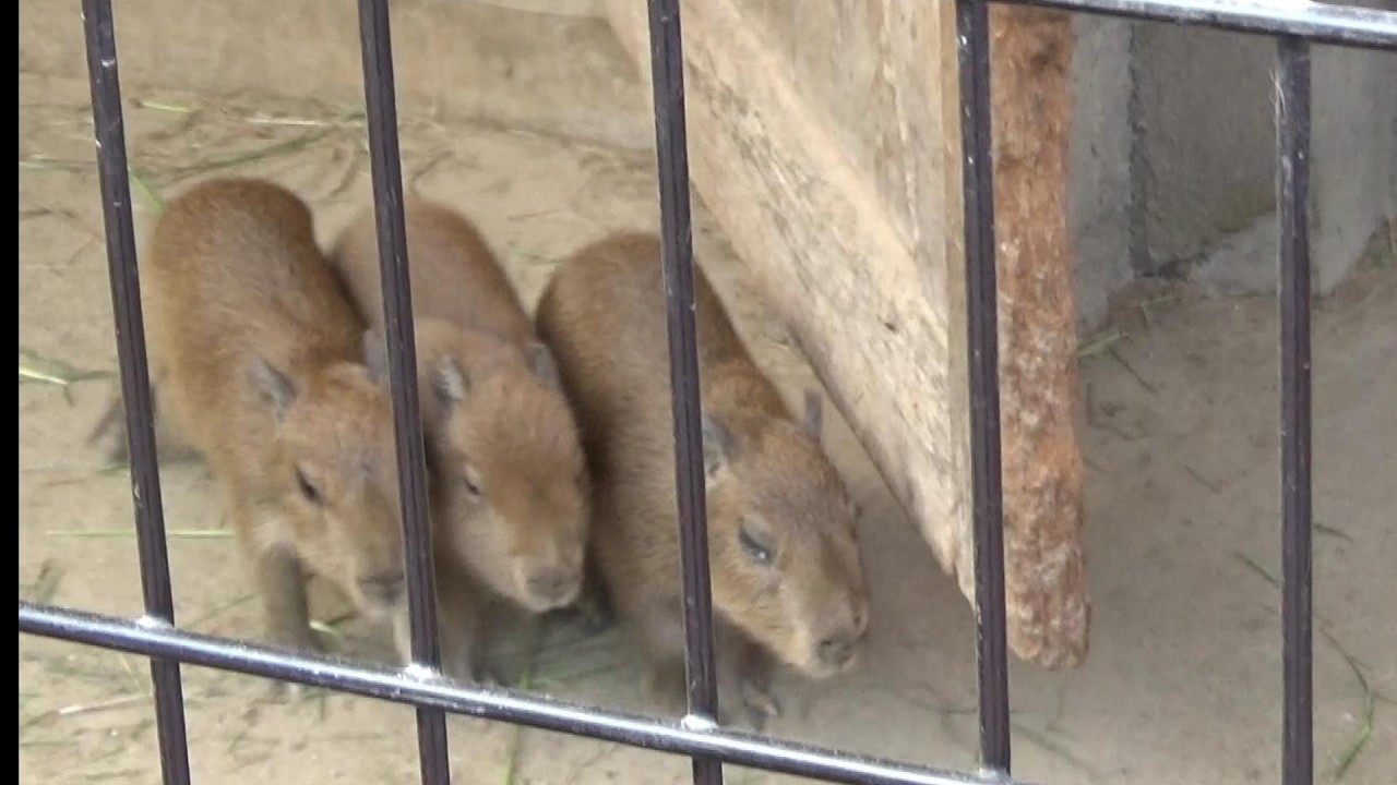 カピバラ　リル カピバラの赤ちゃんたちが可愛い❤ Cute capybara babies #611 【Cute