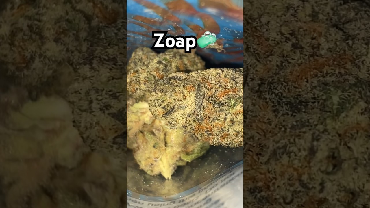 Zoap🧼 by 