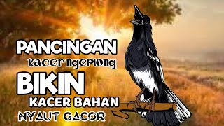 PANCINGAN KACER NGEPLONG MEMANCING KACER APASAJA SUPAYA BUNYI GACOR DIPAGI HARI
