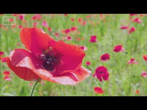 真っ赤なポピー“18万本”の絶景！　東京・江戸川区 荒川の河川敷(2026年5月12日)