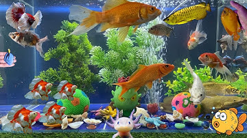 Tổng Hợp Video Động Vật Đầy Màu Sắc,Hoa,Cây,Cá Da Trơn,Cá Koi,Cá Cắt Kéo,Cá Cánh Buồm,Cá Lóc Bông