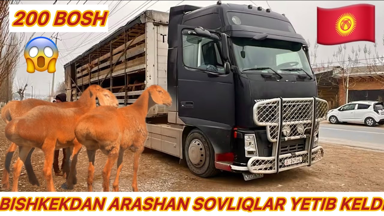 🇰🇬YANGI PARTIYA ARASHAN QOYLARIM YETIB KELDI SHOSHILING TOZALARIDAN KELDI 👍👍👍👍👍