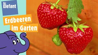 Wie wachsen Erdbeeren? | Der Elefant | WDR