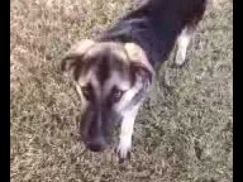 german shepherd great pyrenees mix german shepherd great pyrenees mix