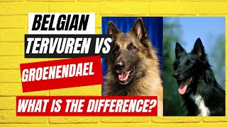 Belgian Tervuren vs Groenendael, What is the difference?