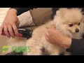 FUNKS 吸引 充電式 犬用バリカン