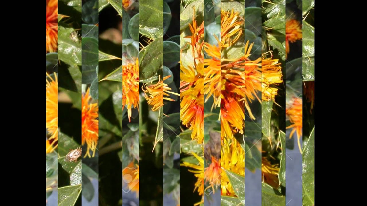 САФЛОР (CARTHAMUS) сем. Сложноцветные