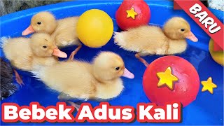 Lagu Bahasa Jawa Bebek Adus Kali Bebek Berenang Banyak Sekali Ducks Swimming Bebek Asli
