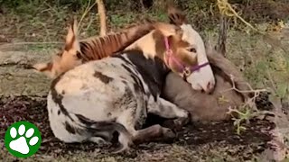 Bullied donkey finds a best friend