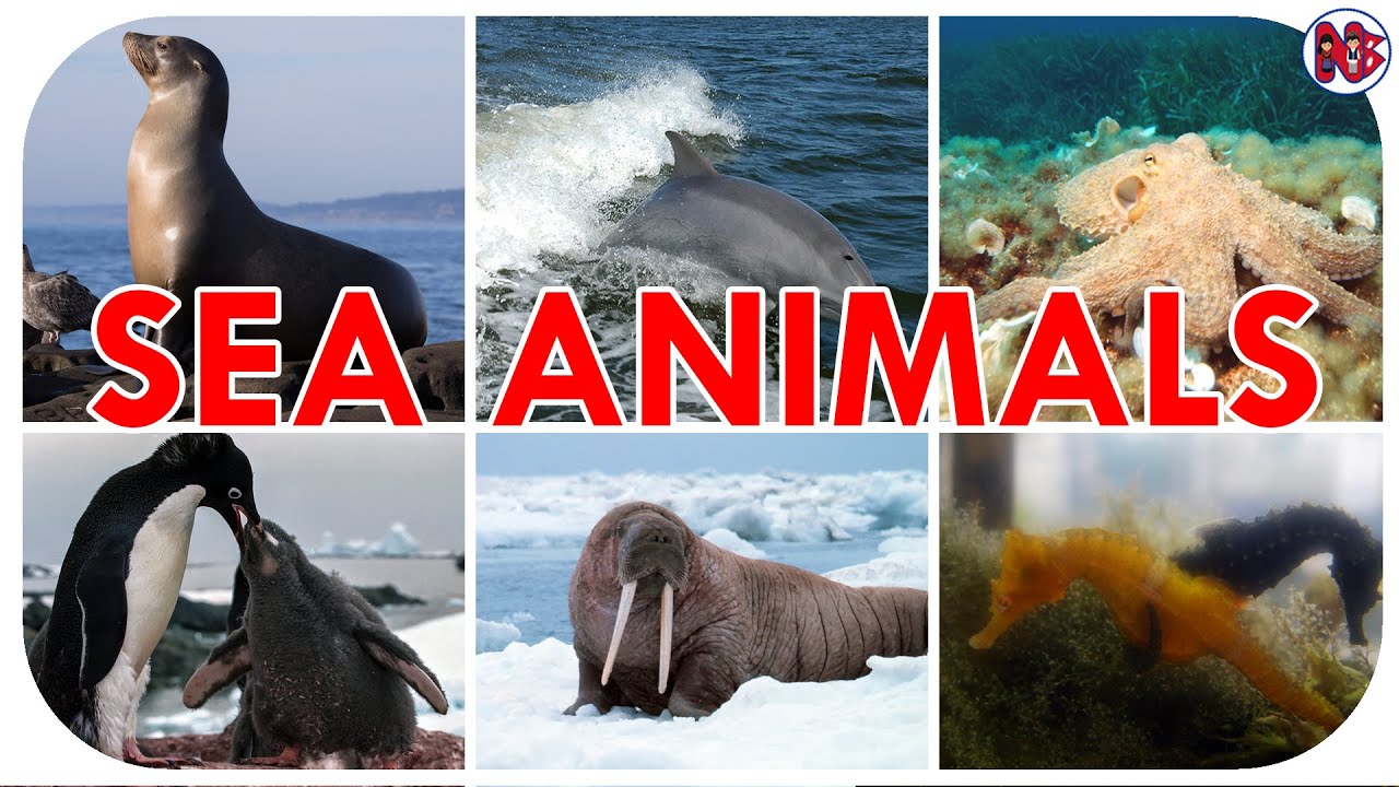 Sea Animals Name । Water Animals Name Easy English
