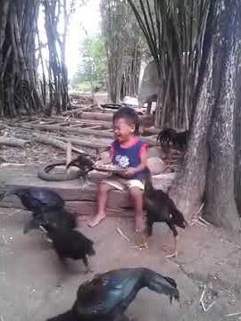 Story wa lucu,,makanan nya diambil ayam,,dia nangis 😭😭😭