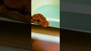 Bath day for my Phantom het Anthrax Reticulated Python! #reticulatedpython #python #snake #reptiles