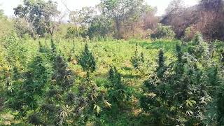 Appreciating the view of the trees