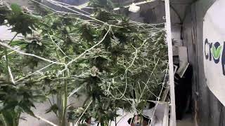 Milk treatment 