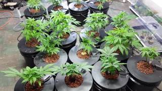 WEEKLY DOSE OF DWC: Veg Update, New Genetics and Seedlings