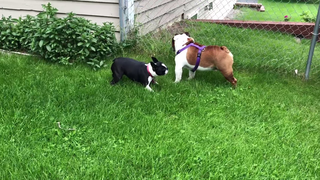 bulldog bluetooth speaker bim English Bulldog: Jasper with Friend RiCo/ Boston Terrier&Bulldog 18+ NSFW
