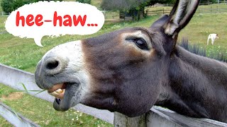 Discover Donkeys: Fun Facts and Funny Sounds!