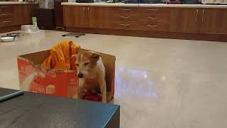 Jack Russell Terrier Dog Almost Falling Asleep Cute