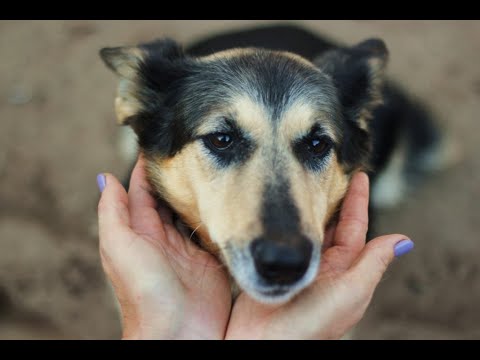 Video: Kakvog Psa Dobiti U Seoskoj Kući