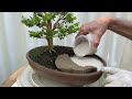Modifying the landscape around my hilltop Boxwood. 17-May-2023