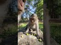 Adorable monkey Jade relaxing time🐒💕#virals #cute #monkeys #Amber