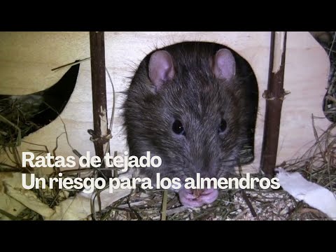 🐀 Ratas de tejado: una amenaza silenciosa para los almendros y cítricos de California 🌳