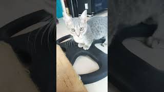 Cat Sksisid Dldoddvdkspos Dkdl