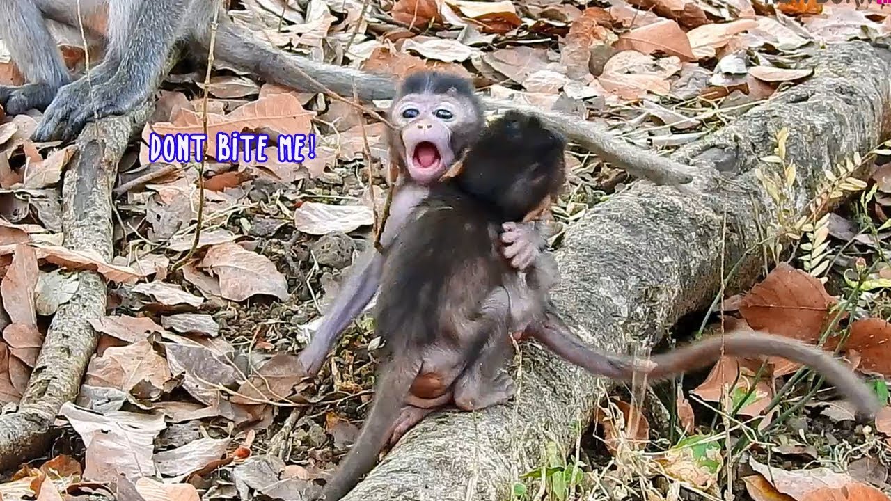 Baby monkey Cory open big mouth angry Coca bite him - Cory seem don't want to play with baby Coca