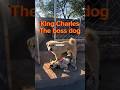Feared by other Dogs, King Charles. here's whyy
