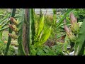 How to fertilize dragon fruit tree  fertilize dragon fruit for more flowers