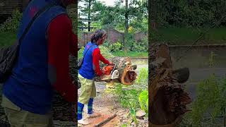 Powerful Chainsaw Skills in Action. #Woodworking #ChainsawSkills #ForestryLife