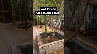 असील मुर्गे कासेटअप aseel murge ka setup aseel murga farm #aseelmurga #java #fightermurga #mianwali