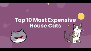 Top 10 Most Expensive House Cats by Animals A2Z 58 views 3 years ago 6 minutes, 32 seconds