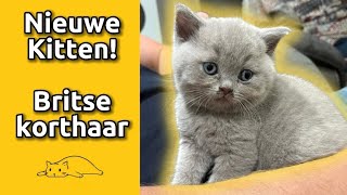 MAY I INTRODUCE YOU | British Shorthair Kitten | First Days At Home
