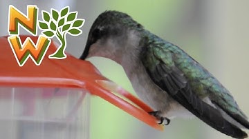 Ruby Throated Female Hummingbird Feeding Close-up