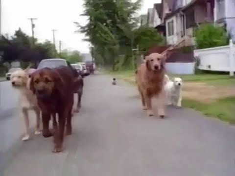 Homeward Bound II: Lost in San Francisco (1996) - TV Spot 1