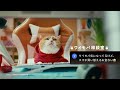 Y!mobile「ワイモバ相談室 スマホそのままでおトク」篇 6秒