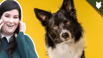You NEED To KNOW This Before Getting A BORDER COLLIE