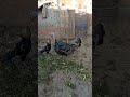 صراع الهندى والرومى